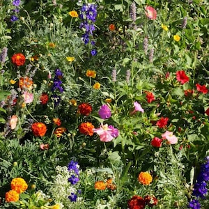 2000 Deer and Rabbit Resistant Flower Seed Mix