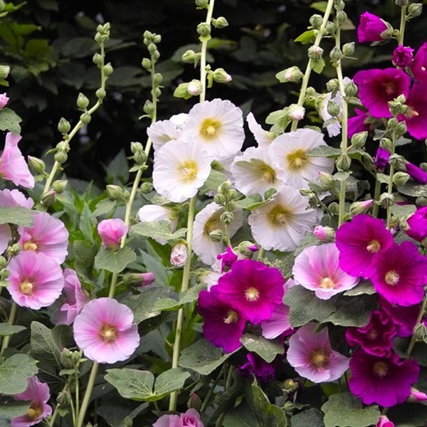 50 Indian Spring Heirloom Hollyhock Flower Seeds