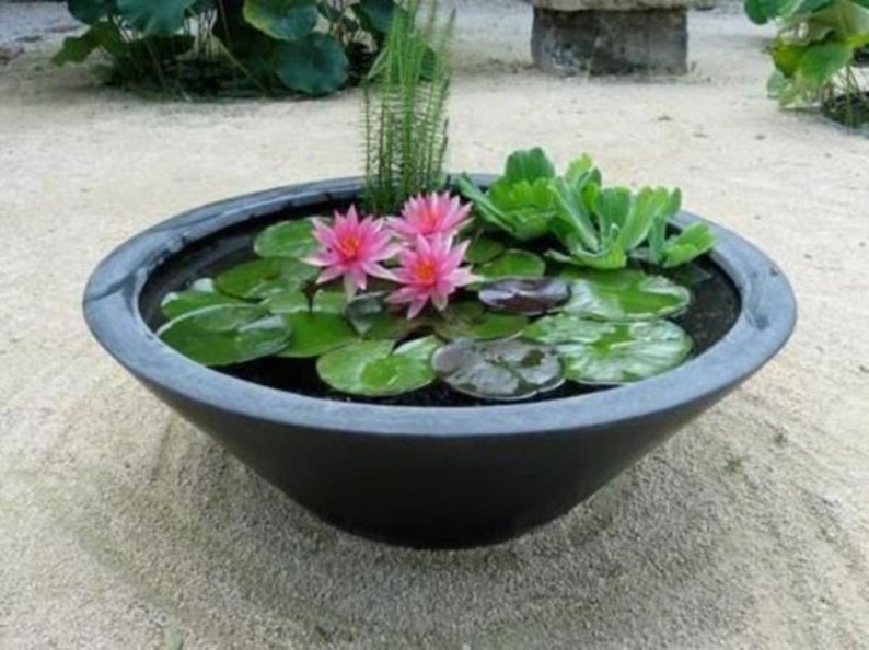 Bonsai Yellow Water Lily Kit / Yellow Lotus Flower Seeds image 5