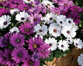 May include: A wicker basket overflowing with vibrant African daisy flowers. The flowers display a mix of colors, including white, deep purple, and lighter shades of purple. Each daisy has a dark center, creating a striking contrast against the petals.