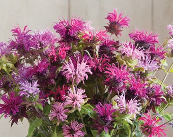 50 Bee Balm Mixed Color Flower Seeds