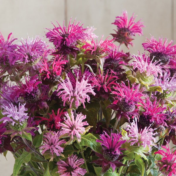 50 Bee Balm Mixed Color Flower Seeds