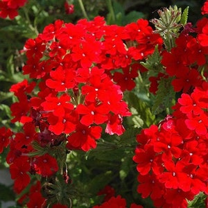 50 Scarlet Verbena Flower Seeds
