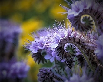 200 Lacy Phacelia Flower Seeds