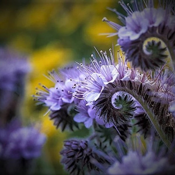 200 Lacy Phacelia Flower Seeds