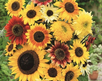 40 Royal Flush Mixed Color Sunflower Seeds
