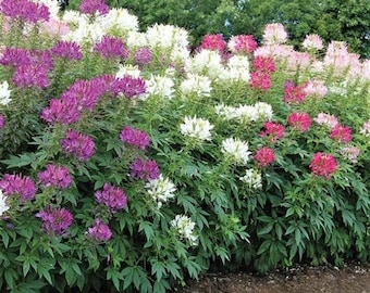 300 Cleome Queen Mixed Color Flower Seeds