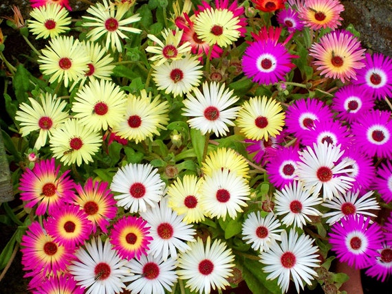 500 Ice Plant Mixed Color Flower Seeds Etsy Italia