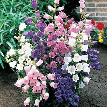 300 Cup and Saucer Bell Flower Seeds - Etsy