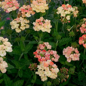 50 Apricot Verbena Flower Seeds