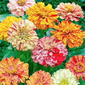 100 Candy Stripe Zinnia Flower Seeds