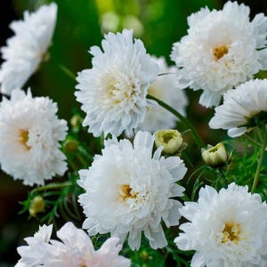 May include: Close-up of white cosmos flowers in full bloom. The petals are layered and fluffy, with a soft, textured appearance. The center of each flower has a yellow hue. Green leaves and buds are visible in the background.