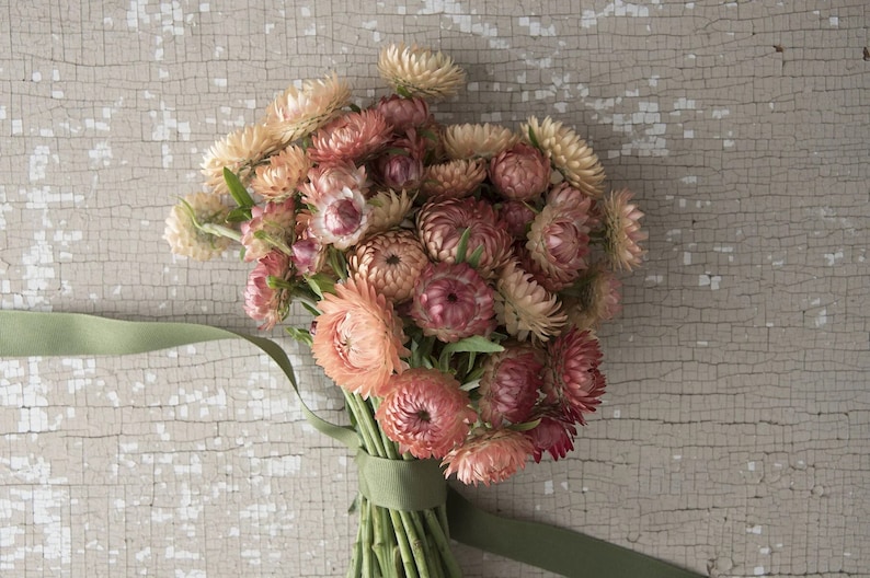 100 Peach Apricot Strawflower Flower Seeds Etsy