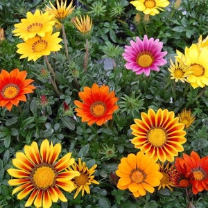 50 Gazania Flower Seeds