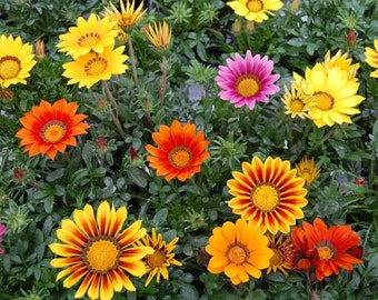 50 Gazania Seeds Kiss Orange Flame Seeds Flower Seeds - Etsy