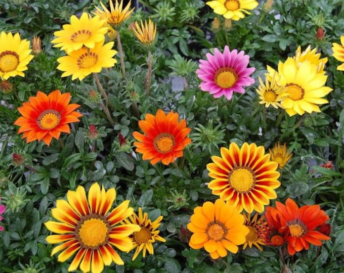50-gazania-flower-seeds-etsy
