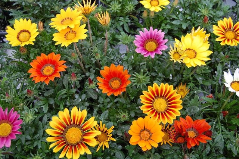 50 Gazania Flower Seeds