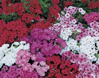 500 Drummond Mixed Color Annual Phlox Flower Seeds