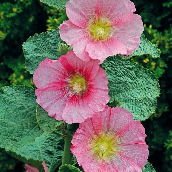 10 Radiant Rose Perennial Hollyhock Flower Seeds