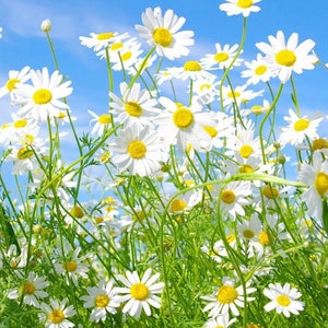 1000 Chamomile Flowering Herb Seeds