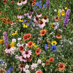 Mezcla de semillas de flores del norte 2000