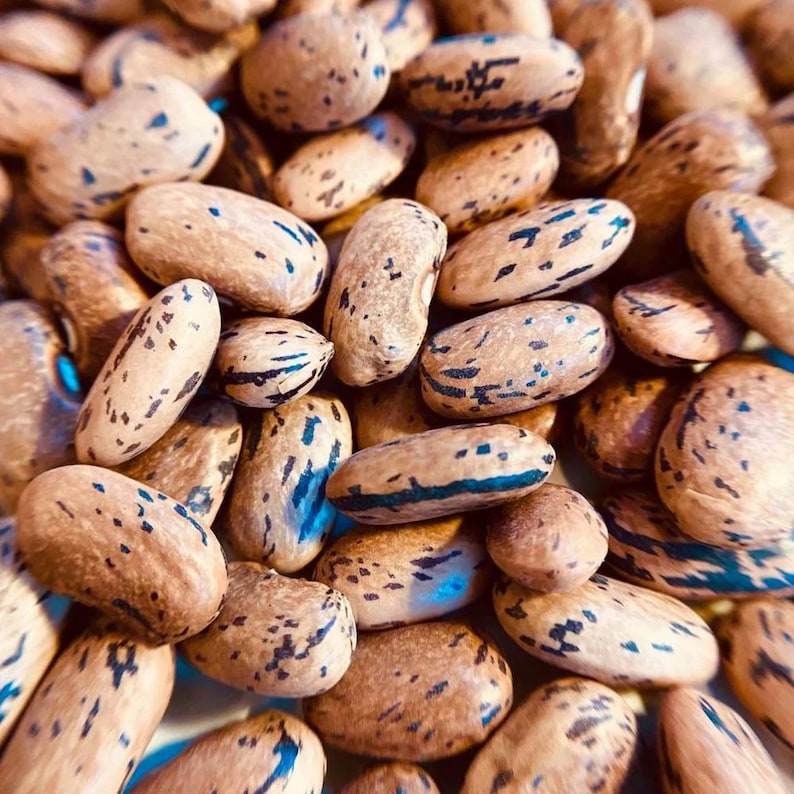 New Hill Farms Dragon's Tongue Bush Bean Seeds - Thumbnail 3