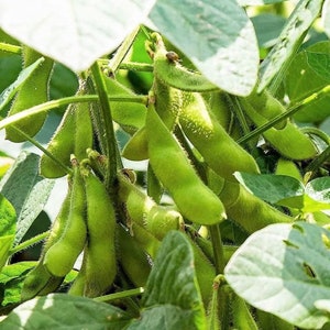 May include: Close-up of green edamame pods growing on a vine. The pods are plump and full of beans, and the leaves are lush and green.