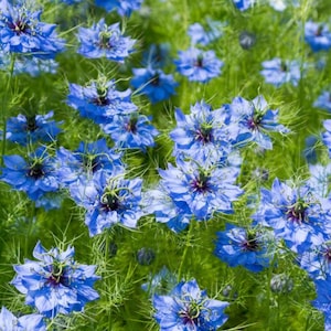 400 Love in a Mist Blue Nigella Flower Seeds