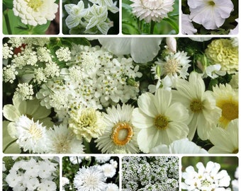 1000 White Flower Seed Mix
