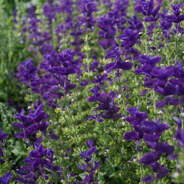 100 Blue Monday Clary Sage Salvia Flower Seeds