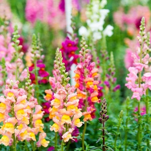 1000 Heirloom Snapdragon Flower Seeds