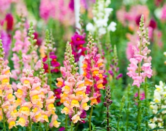 1000 Heirloom Snapdragon Flower Seeds