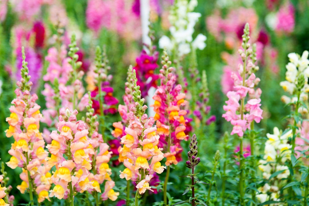 1000+ Heirloom Snapdragon Flower Seeds