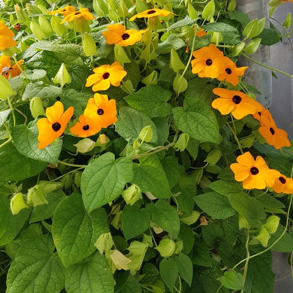 100 Black Eyed Susan Vine Flower Seeds