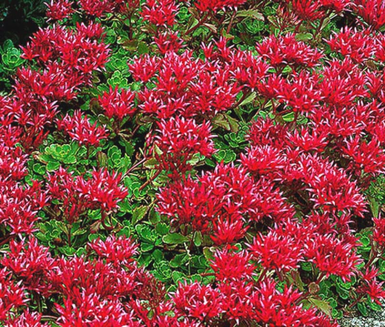 50 Summer Glory Sedum Succulent Seeds image 3