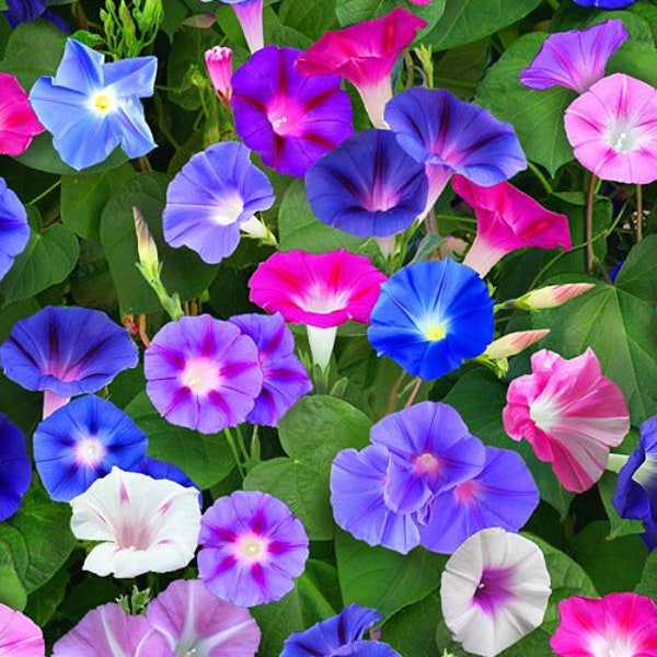 50 Mixed Color Morning Glory Flower Seeds