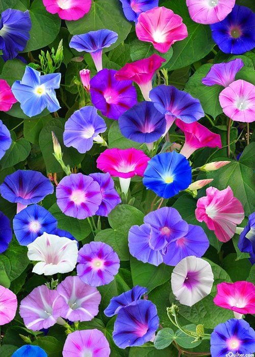 50 Mixed Color Morning Glory Flower Seeds Etsy
