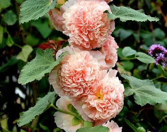 25 Chaters Double Salmon Hollyhock Flower Seeds