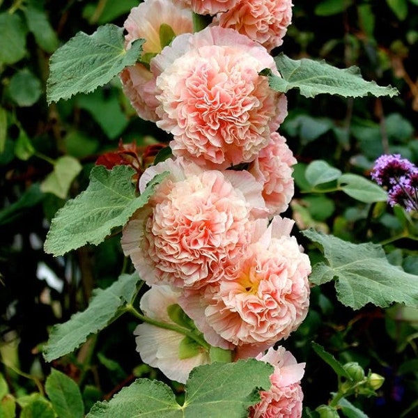 25 Chaters Double Salmon Hollyhock Flower Seeds