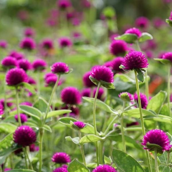 Globe Amaranth Seeds Etsy