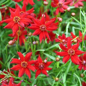 100 Coreopsis Amulet Flower Seeds
