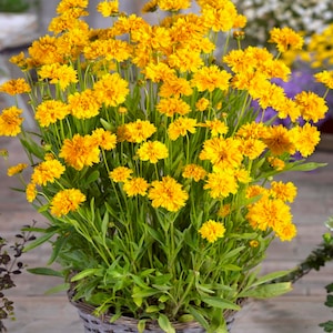 25 Coreopsis Early Sunrise Flower Seeds