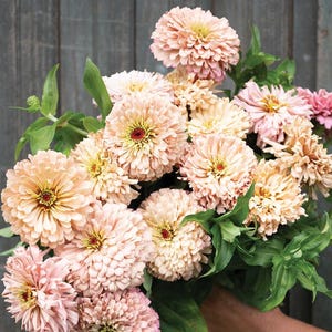 May include: A bouquet of peach-colored zinnia flowers with yellow centers and dark red accents. The flowers have multiple layers of petals and are surrounded by green leaves. The arrangement is held in a hand, with a wooden background.