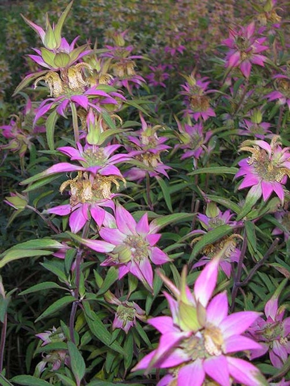 100 Spotted Bee Balm Flower Seeds Etsy