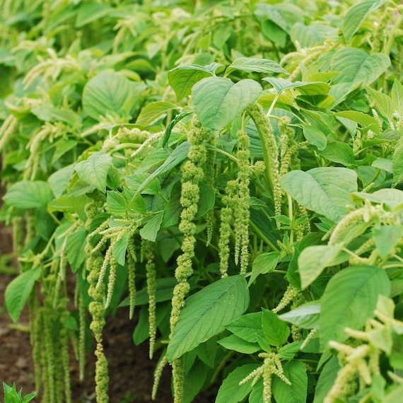 300 Green Amaranthus Flower Seeds Etsy