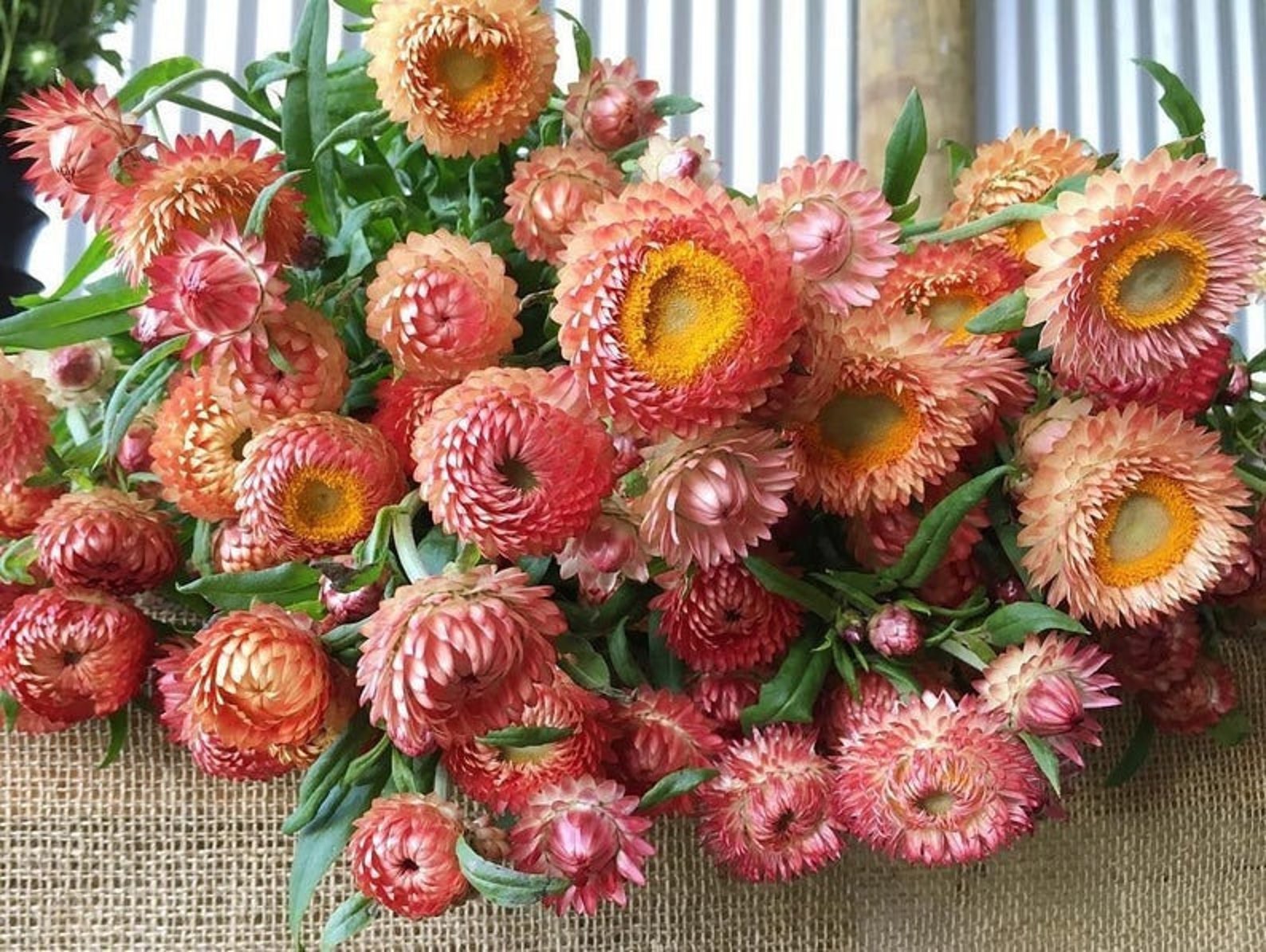 100 Peach Apricot Strawflower Flower Seeds Etsy