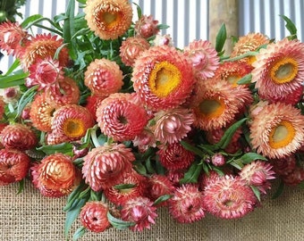 100 Peach Apricot Strawflower Flower Seeds