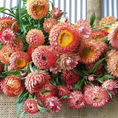 100 Peach Apricot Strawflower Flower Seeds Etsy