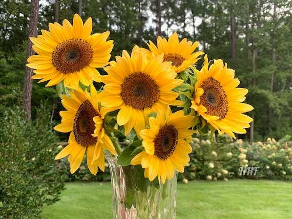 25 Procut Peach Sunflower Seeds - Etsy Canada