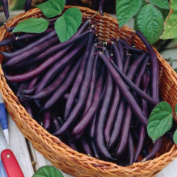25 Organic Royalty Purple Bush Bean Vegetable Seeds